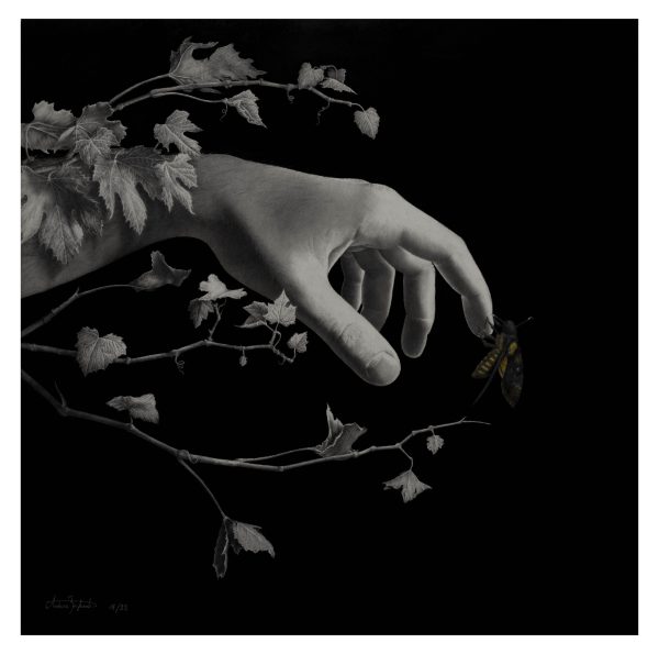 "Crisalide" - Print